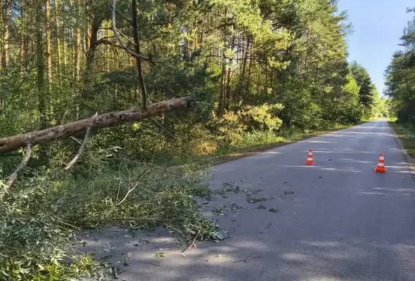 Powalone drzewa na drodze powiatowej w okolicach Milejczyc — interweniowała OSP