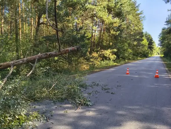 Powalone drzewa na drodze powiatowej w okolicach Milejczyc — interweniowała OSP