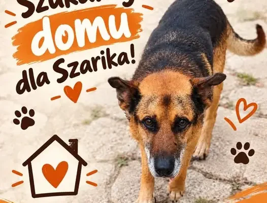 Szarik – pies, który czekał przy polnej drodze, szuka domu