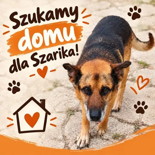 Szarik – pies, który czekał przy polnej drodze, szuka domu